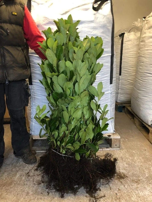 Cherry Laurel Hedging 3-4ft Evergreen Plants Bare Root Multi Stem A+ Grade