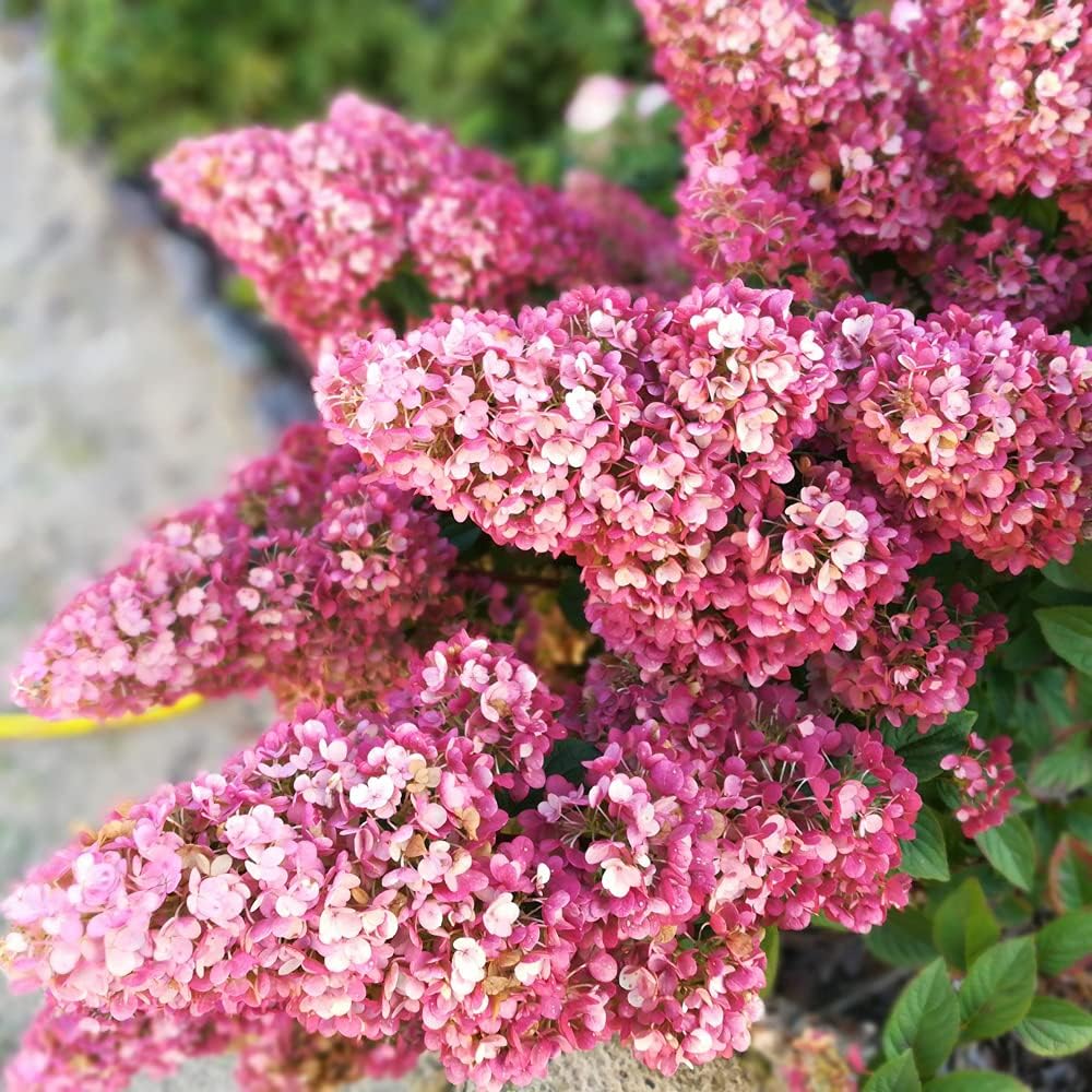 1 x Hydrangea paniculata Sundae Fraise in a 9cm Pot