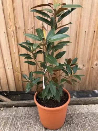 MAGNOLIA GRANDIFLORA EVERGREEN 90CM HIGH IN A 10 LITRE POT PHOTO  ACTUAL PLANT