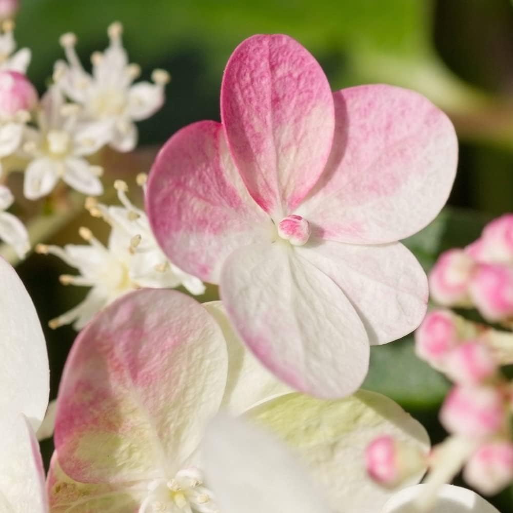 1 x Hydrangea paniculata Sundae Fraise in a 9cm Pot