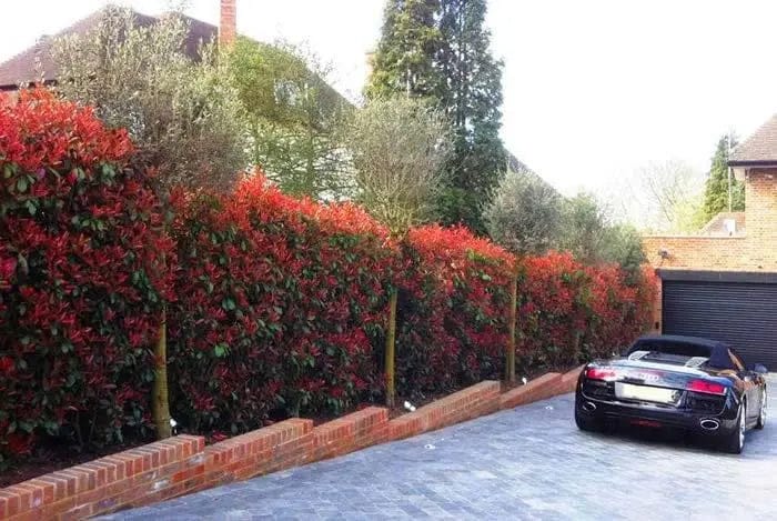 220 Photinia Red Robin Hedging Plants 35-45cm Bushy Evergreen Hedge Shrubs