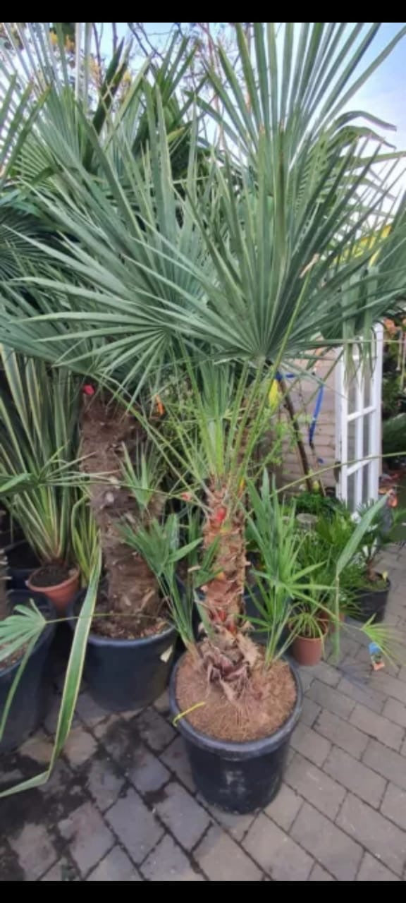 6ft Chamaerops Humilis Cerifera . Blue Fan Palm. Winter Hardy.  Evergreen.