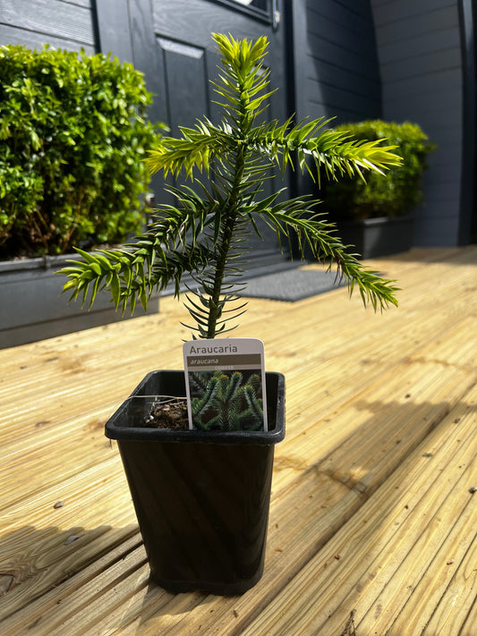 Monkey Puzzle Tree 4 year old tree in a lots of new growth