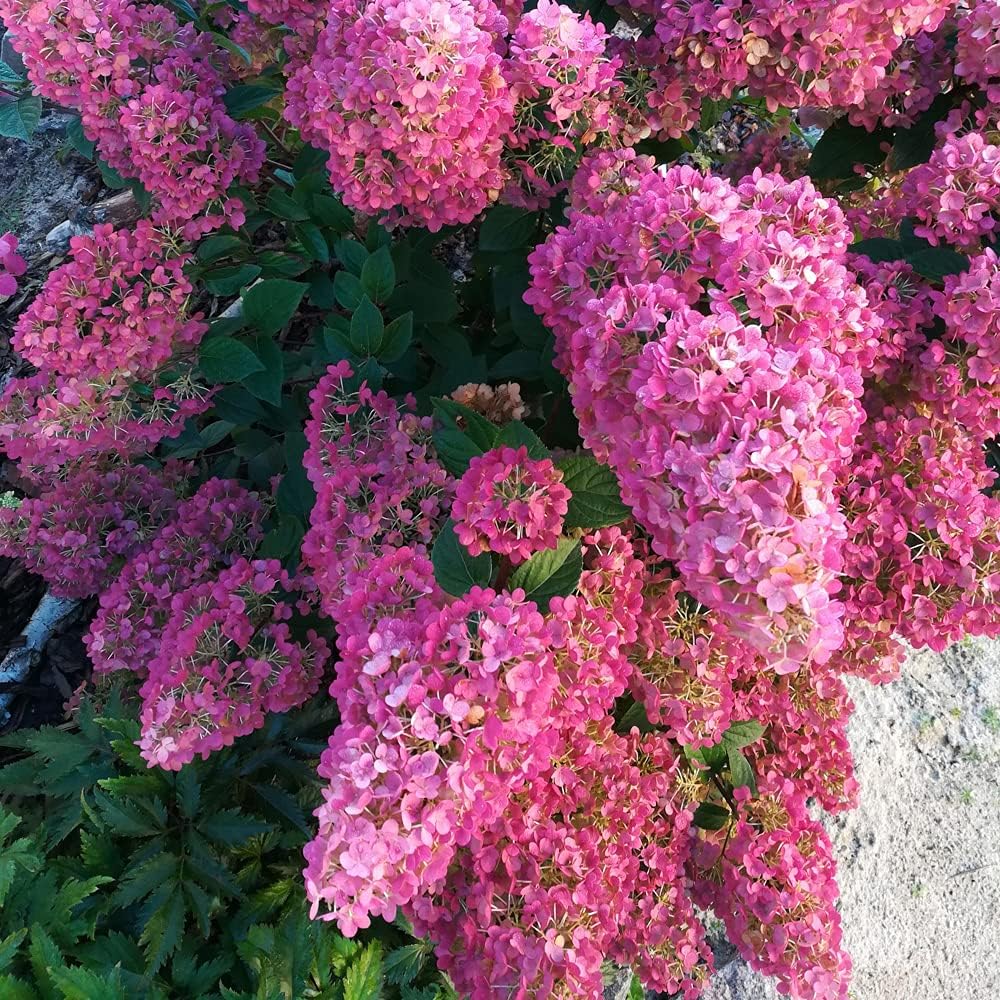 1 x Hydrangea paniculata Sundae Fraise in a 9cm Pot