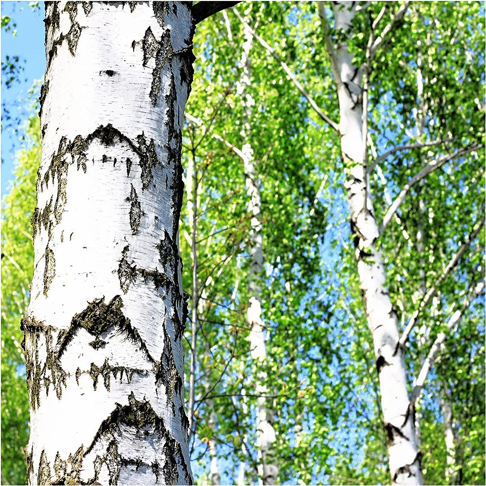 Silver Birch Tree 4-5ft Tall in 2L Pot, Stunning Winter Colour, Betula Pendula Plants 3fatpigs®