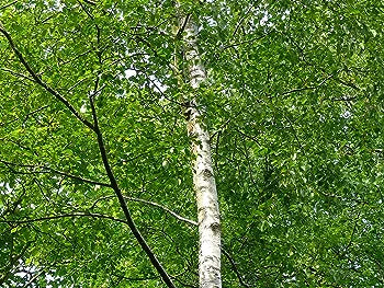 Silver Birch Tree 4-5ft Tall in 2L Pot, Stunning Winter Colour, Betula Pendula Plants 3fatpigs®