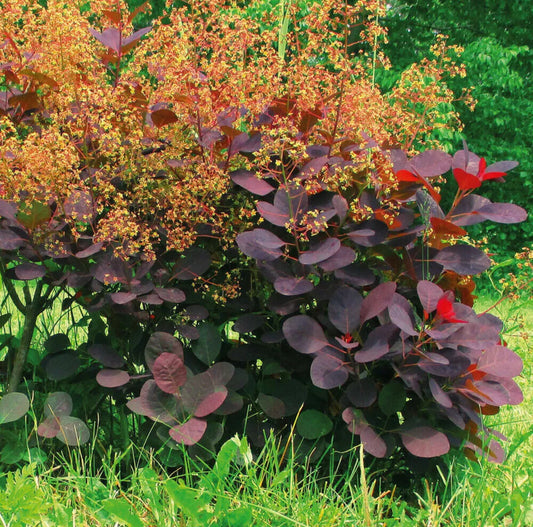 Cotinus Hardy Shrub Deciduous Garden Plant Royal Purple 3.6 Pots