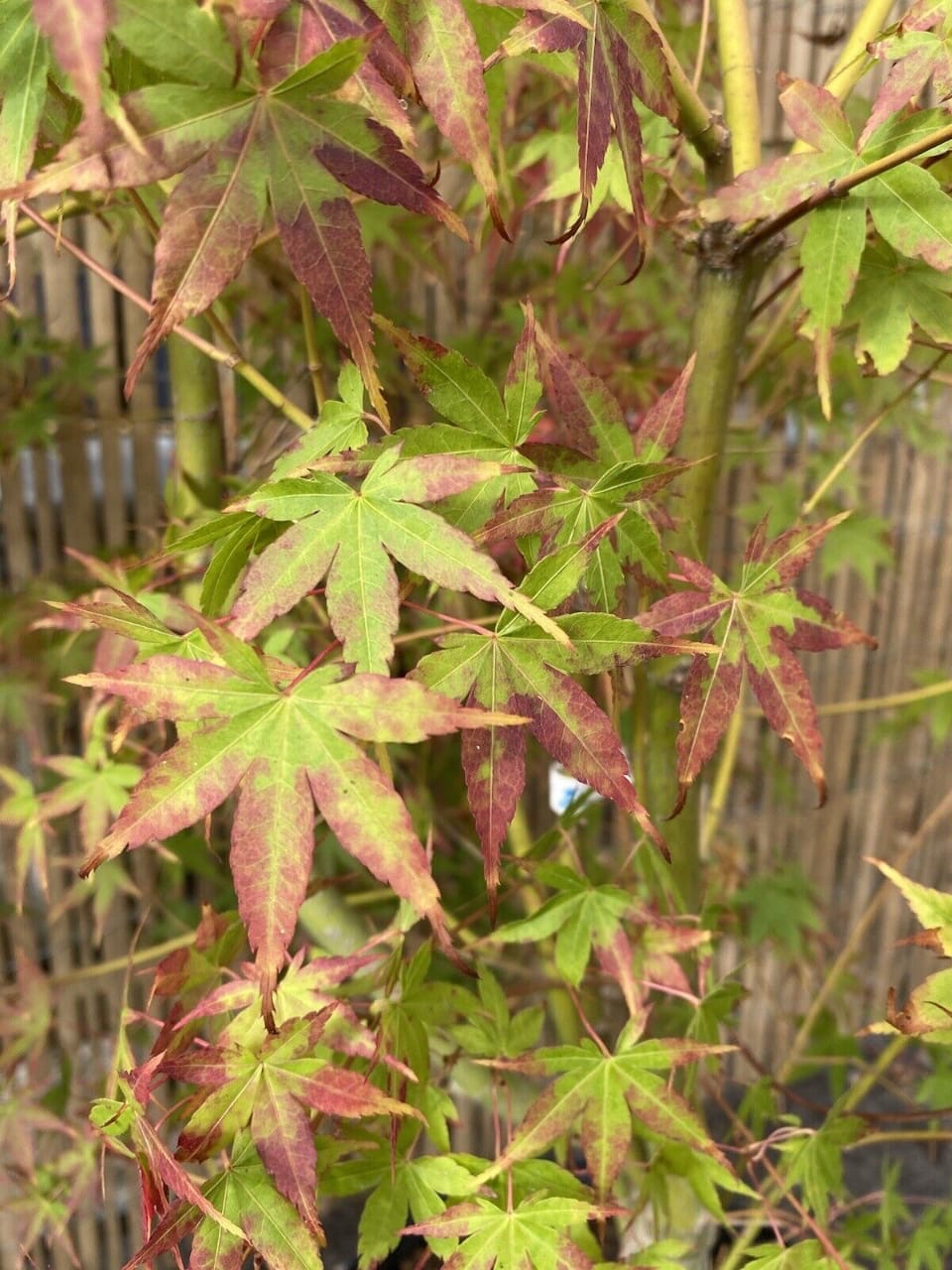 Acer palmatum Katsura 7.5L 120-150cm plant