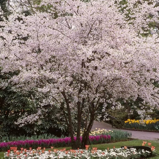 Prunus subhirtella Autumnalis White Winter Flowering Cherry Tree Ornamental