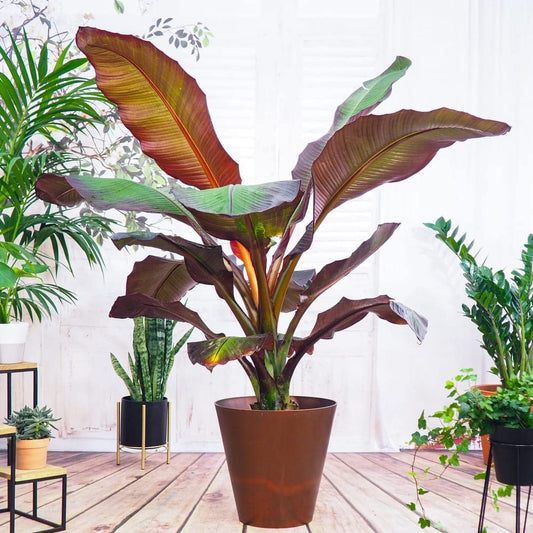 Ensete ventricosum Maurelii (Bananier rouge d'Abyssinie )