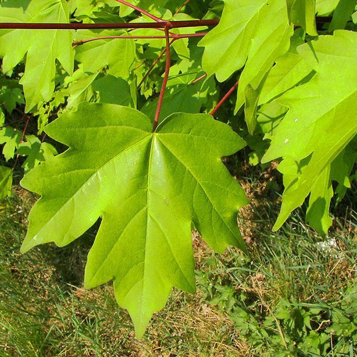 Field Maple Tree 🍁 Acer campestre approx 60/80cm tall - 2L Pot