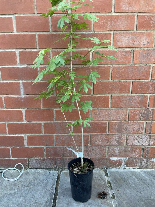 Field Maple Tree 🍁 Acer campestre approx 60/80cm tall - 2L Pot