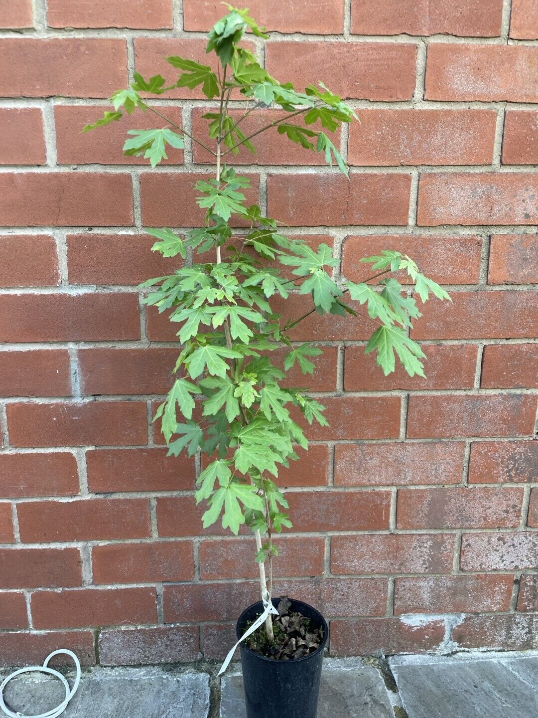 Field Maple Tree 🍁 Acer campestre approx 60/80cm tall - 2L Pot