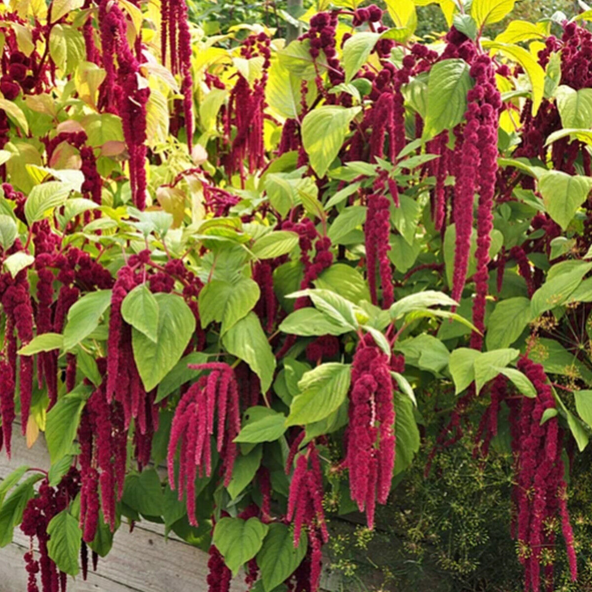 100 Red Amaranthus Seeds