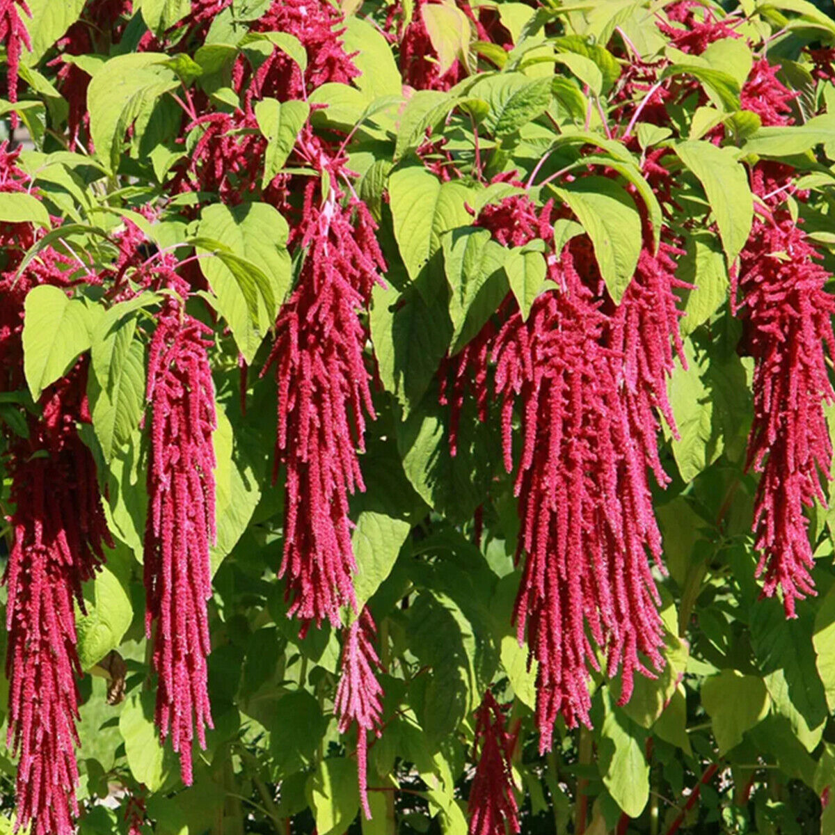 100 Red Amaranthus Seeds