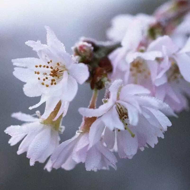 Prunus subhirtella Autumnalis White Winter Flowering Cherry Tree Ornamental