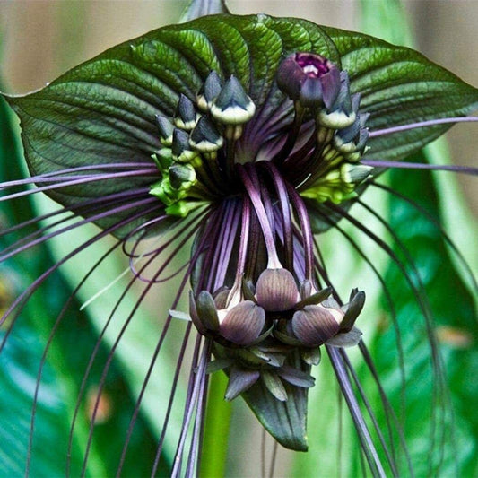 Funny Rare Black Bat Tacca Chantrieri Whiskers Flower Seeds Garden Unusual 10 seeds