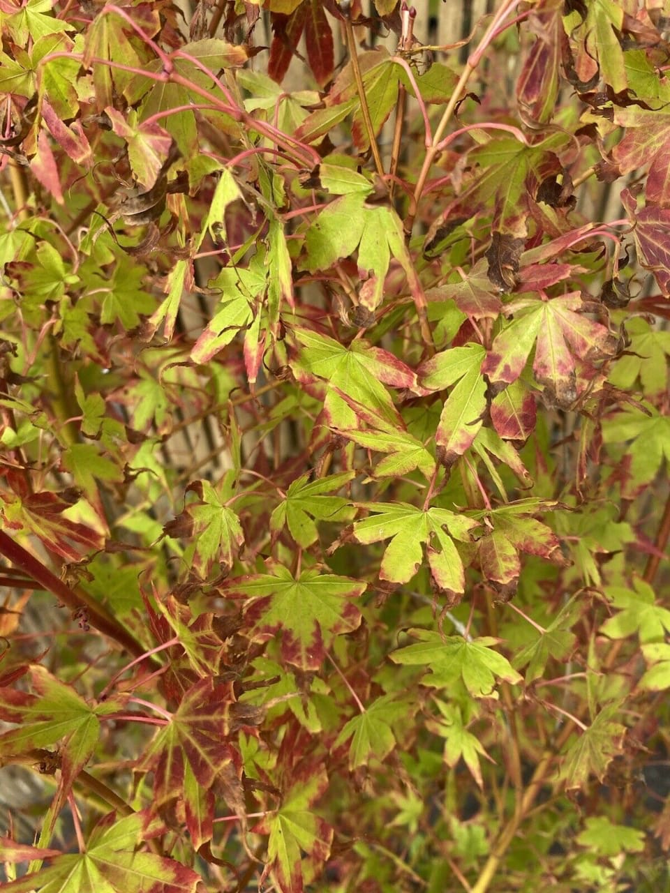 Acer palmatum Katsura 7.5L 120-150cm plant