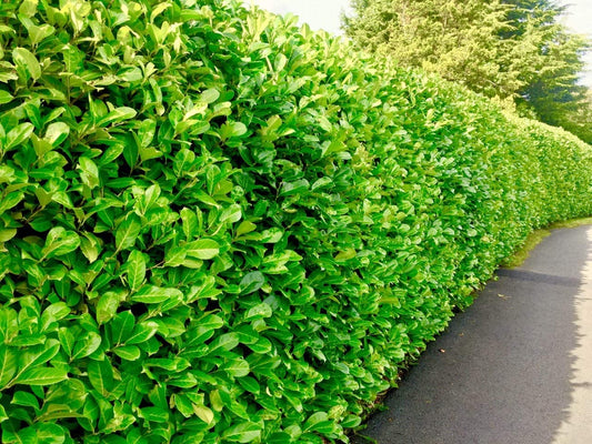 80xCherry Laurel Hedging Plants Large 2-3ft Supplied in 2 Litre Pots