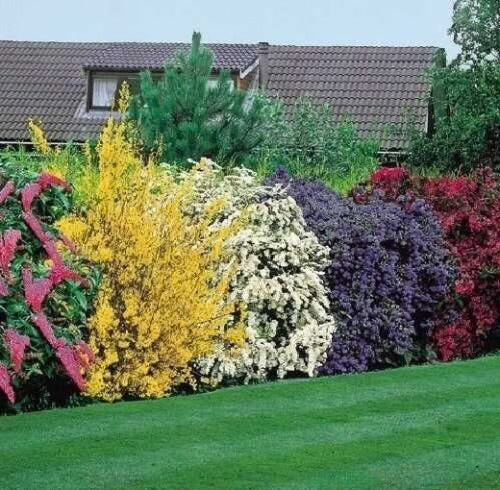 25x MIXED ESTABLISHED GARDEN SHRUBS - HIGH QUALITY POTTED PLANTS NOT PLUG PLANTS