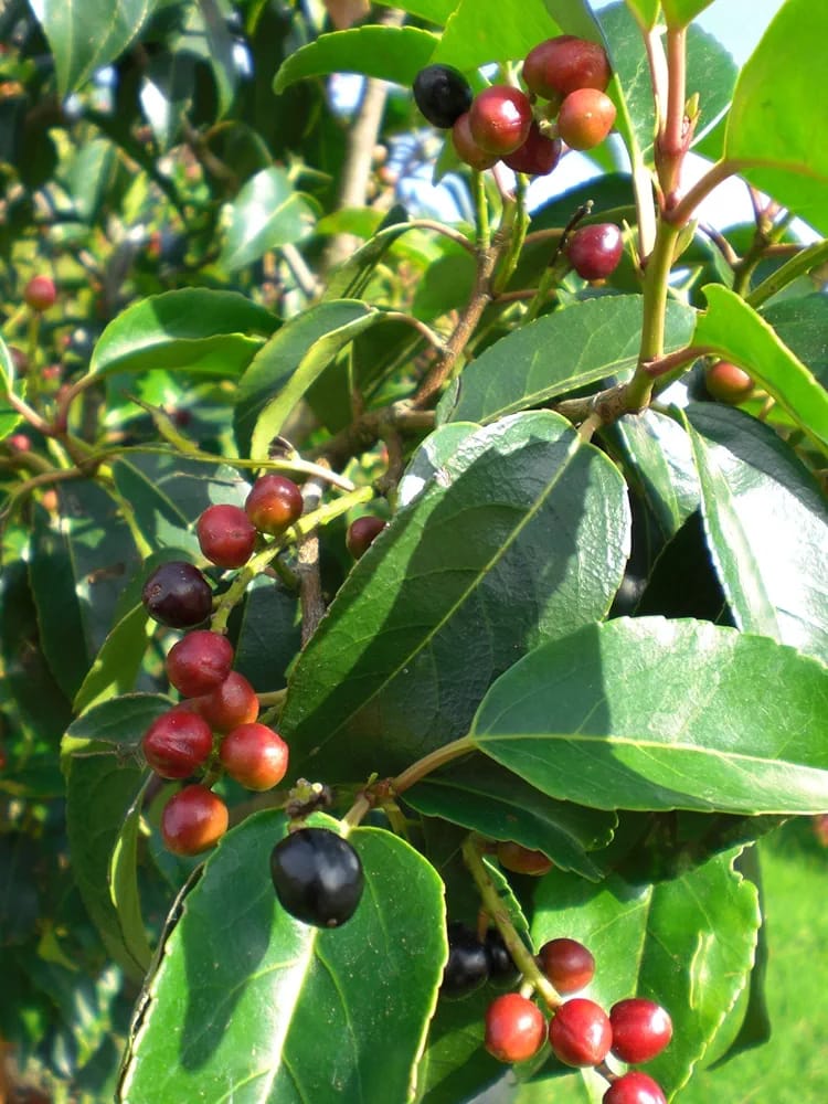 10 Portuguese Laurel (Prunus lusitanica) 5L Pot, 80-100cm (2.6-3.3ft) in Height Evergreen Hedging Shrubs Plants