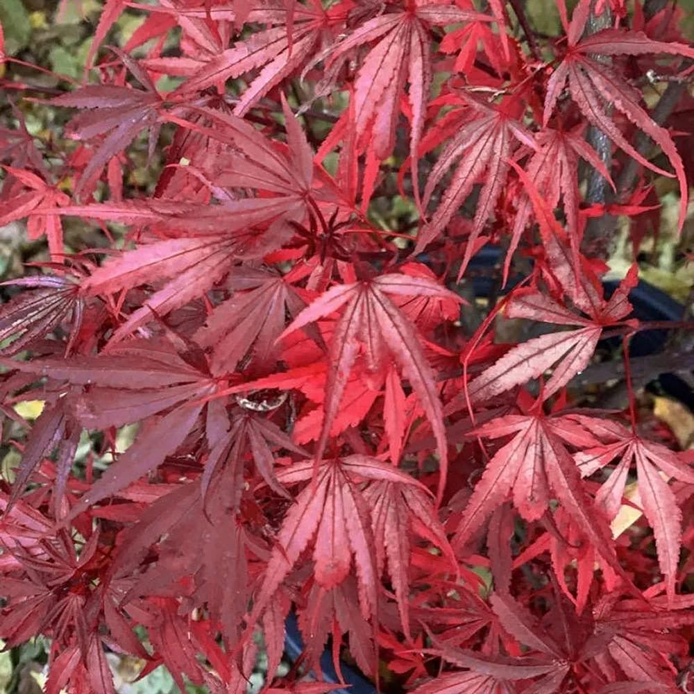 Acer palmatum Shaina - Japanese Maple Tree | Large Outdoor Garden Ready Plant in Pot (50-70cm Incl. Pot)