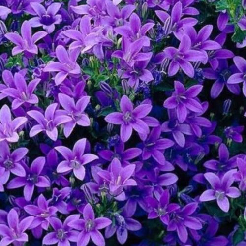 Campanula plug plants bellflower purple flowers evergreen perennial, pack of 3