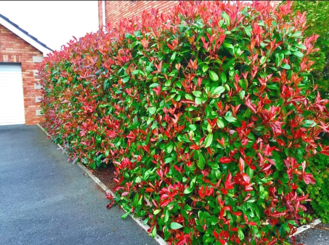 45 Christmas Berry / Photinia fraseri 'Red Robin' 35-45cm Tall grown in 9cm pots