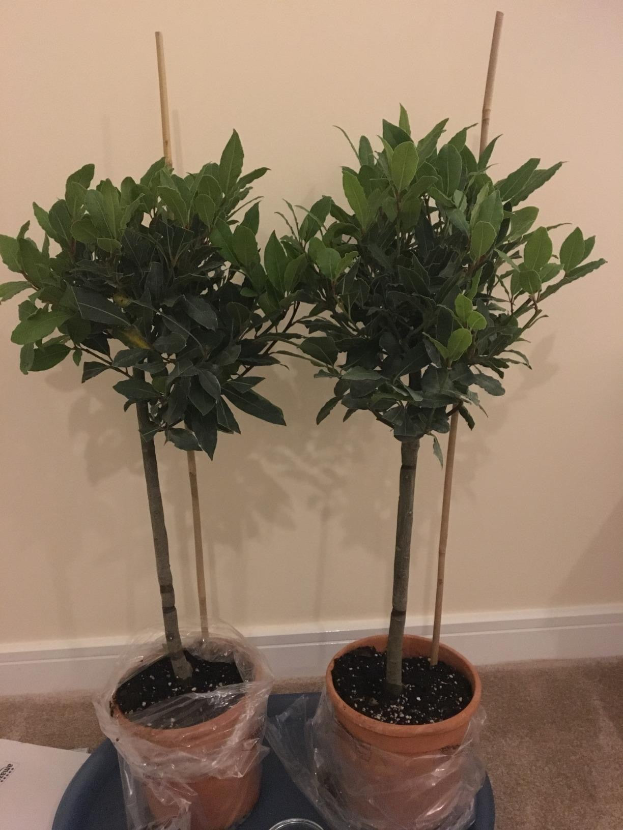 Bay Tree, Pair of Standard Trees, 80cm Tall, Evergreen Easy to Grow Cooking Herb