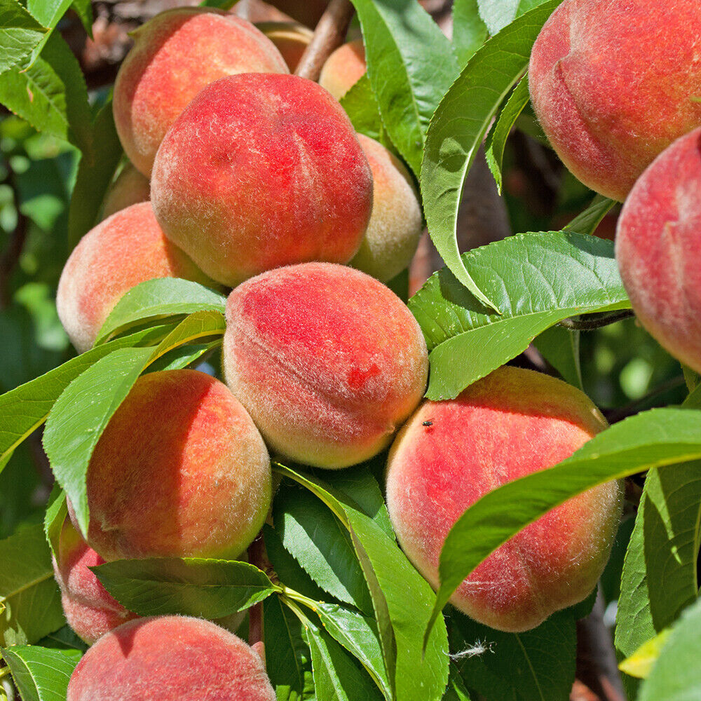 Peach 'Redhaven' bare root tree 1.35M Tall