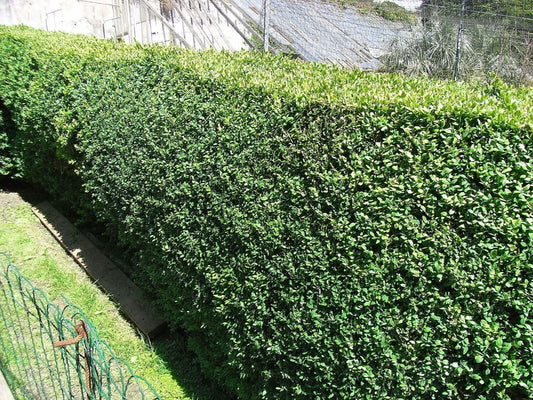 30Common Box 30-40cm, Buxus Sempervirens,Big Bushy Evergreen Hedging Plants