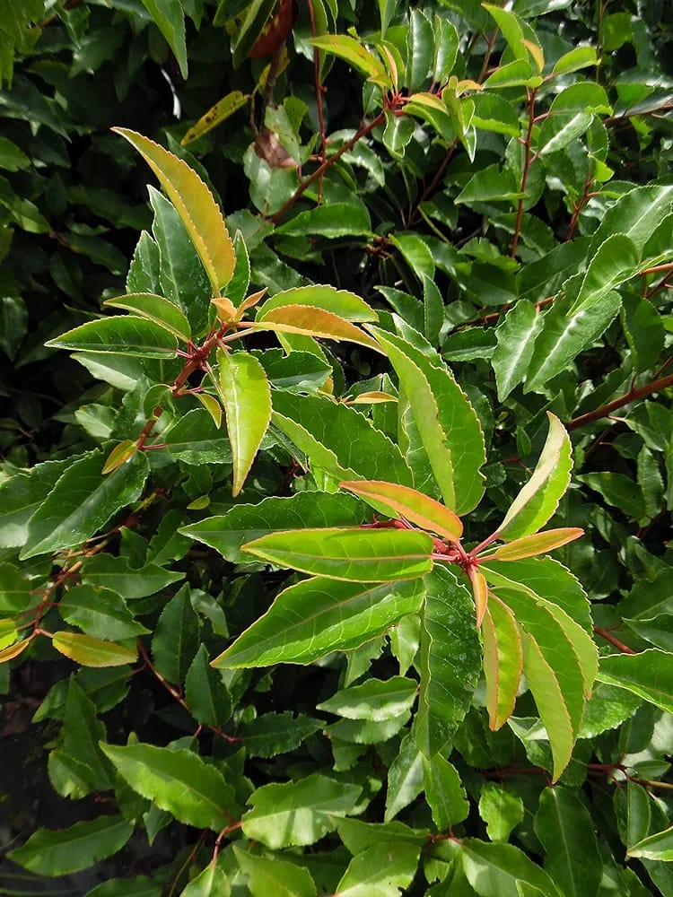 10 Portuguese Laurel (Prunus lusitanica) 5L Pot, 80-100cm (2.6-3.3ft) in Height Evergreen Hedging Shrubs Plants