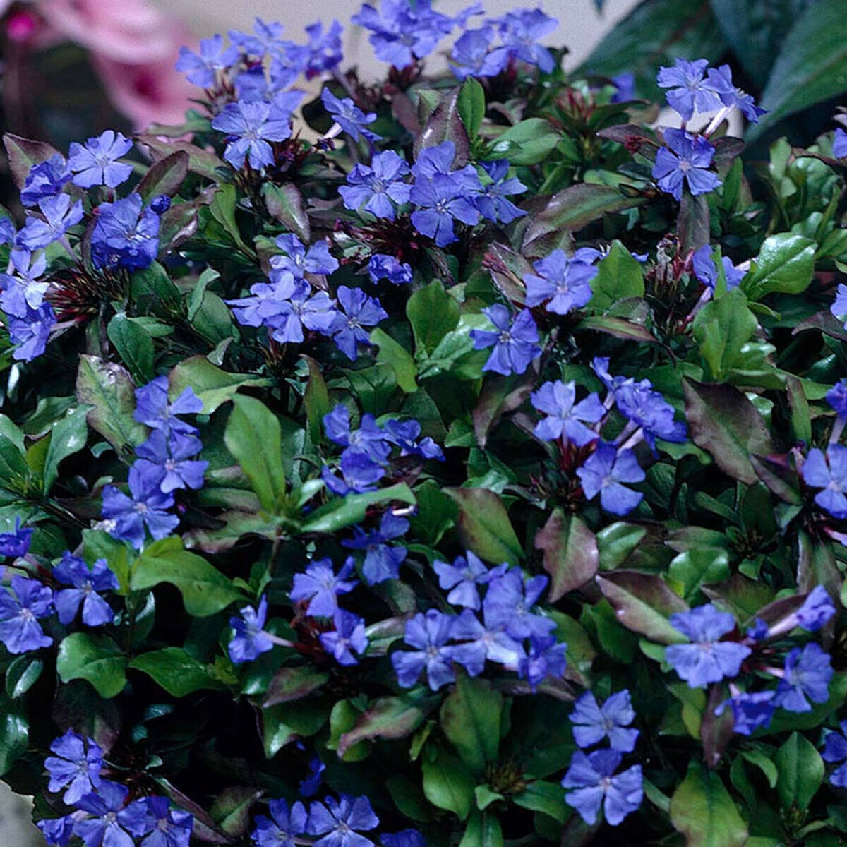 Ceratostigma plumbaginoides-Hardy Plumbago Plant in 9 cm pot