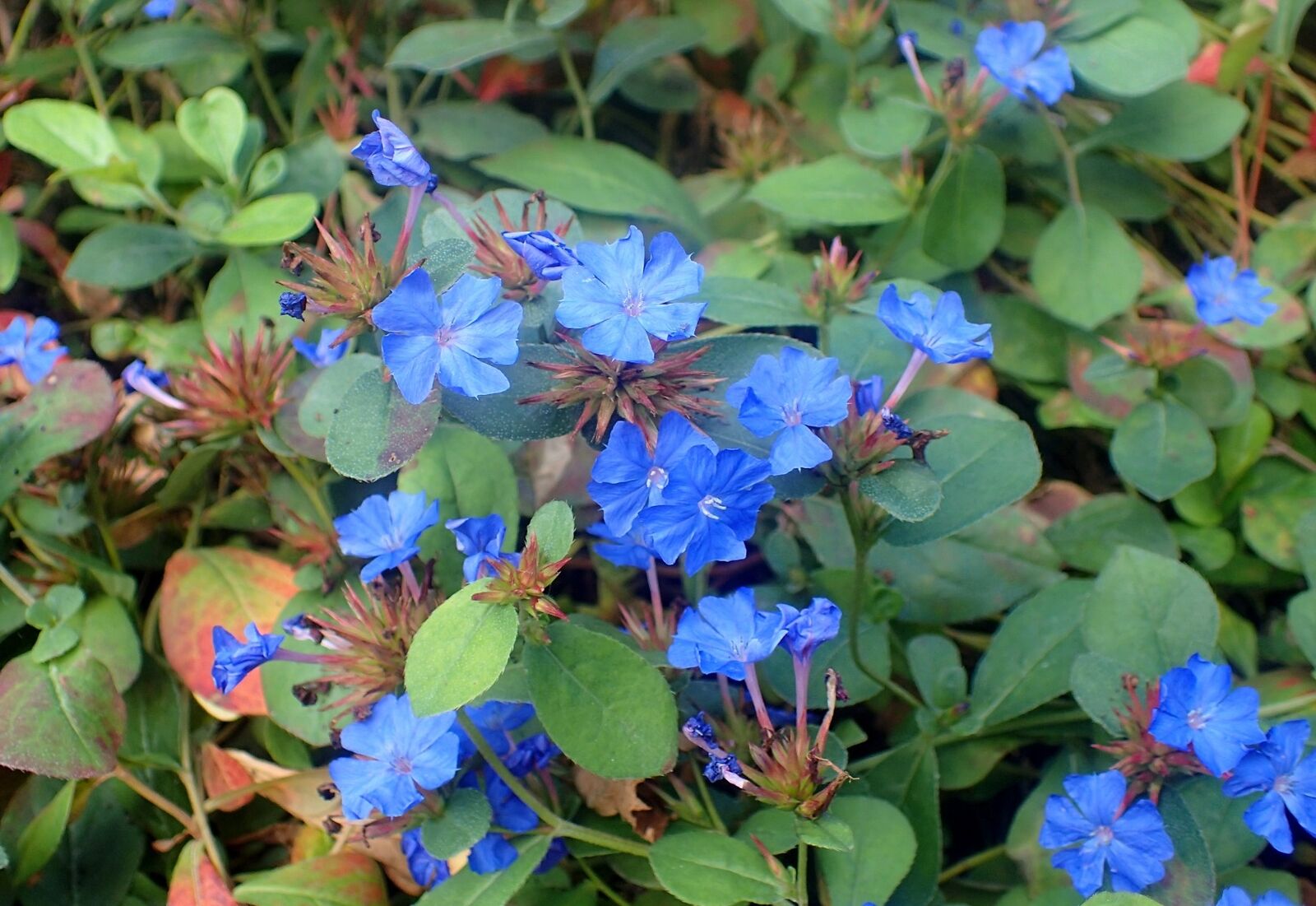 Ceratostigma plumbaginoides-Hardy Plumbago Plant in 9 cm pot