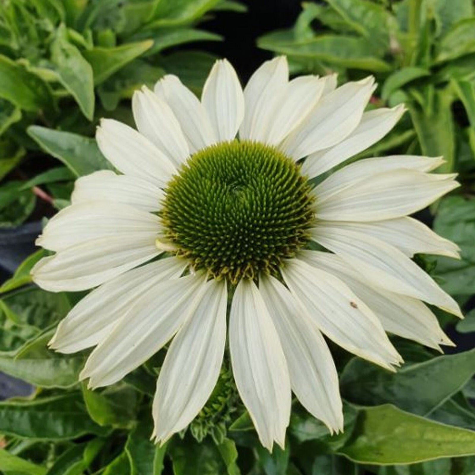 Echinacea SunSeekers White - Coneflower | Outdoor Perennial Plants