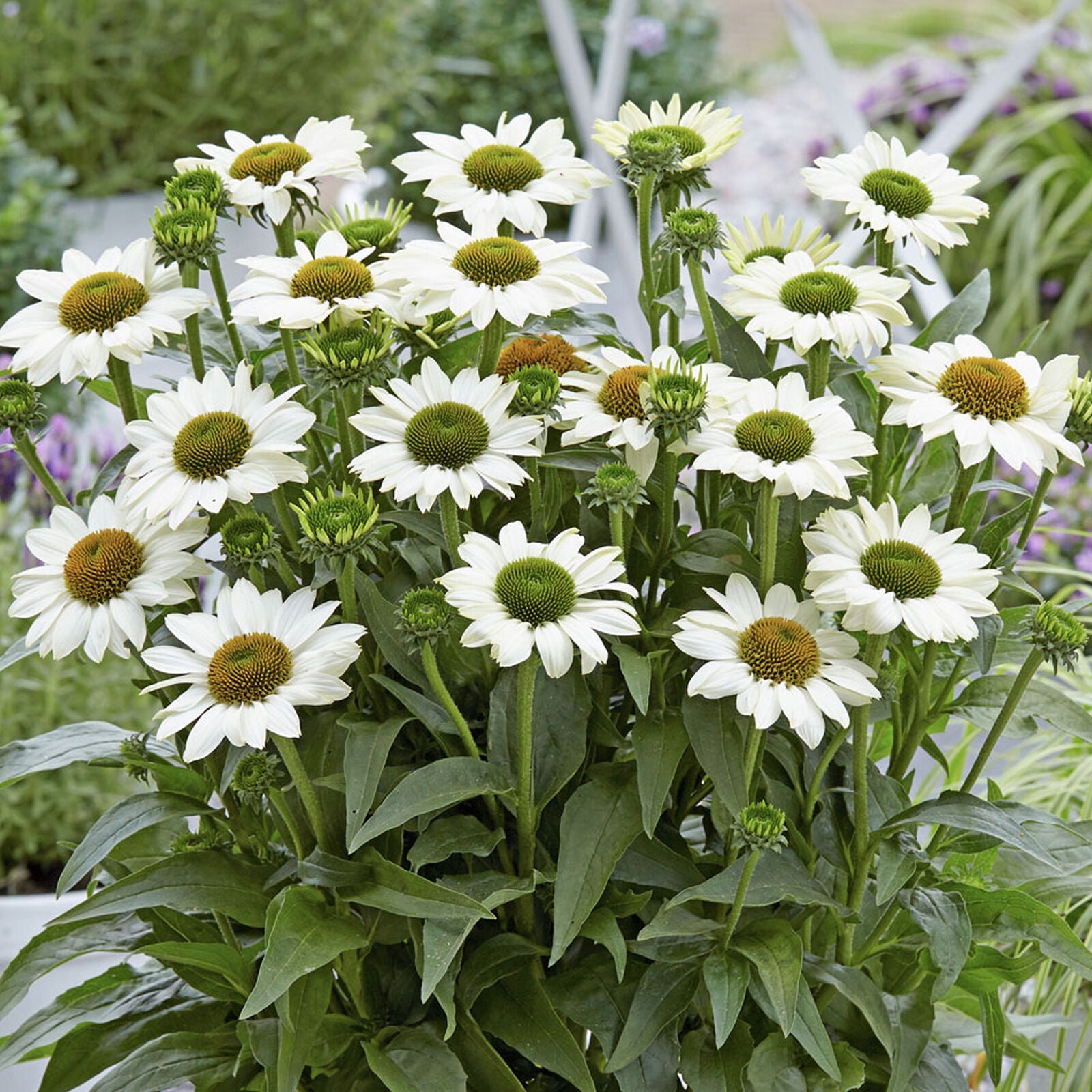 Echinacea SunSeekers White - Coneflower | Outdoor Perennial Plants