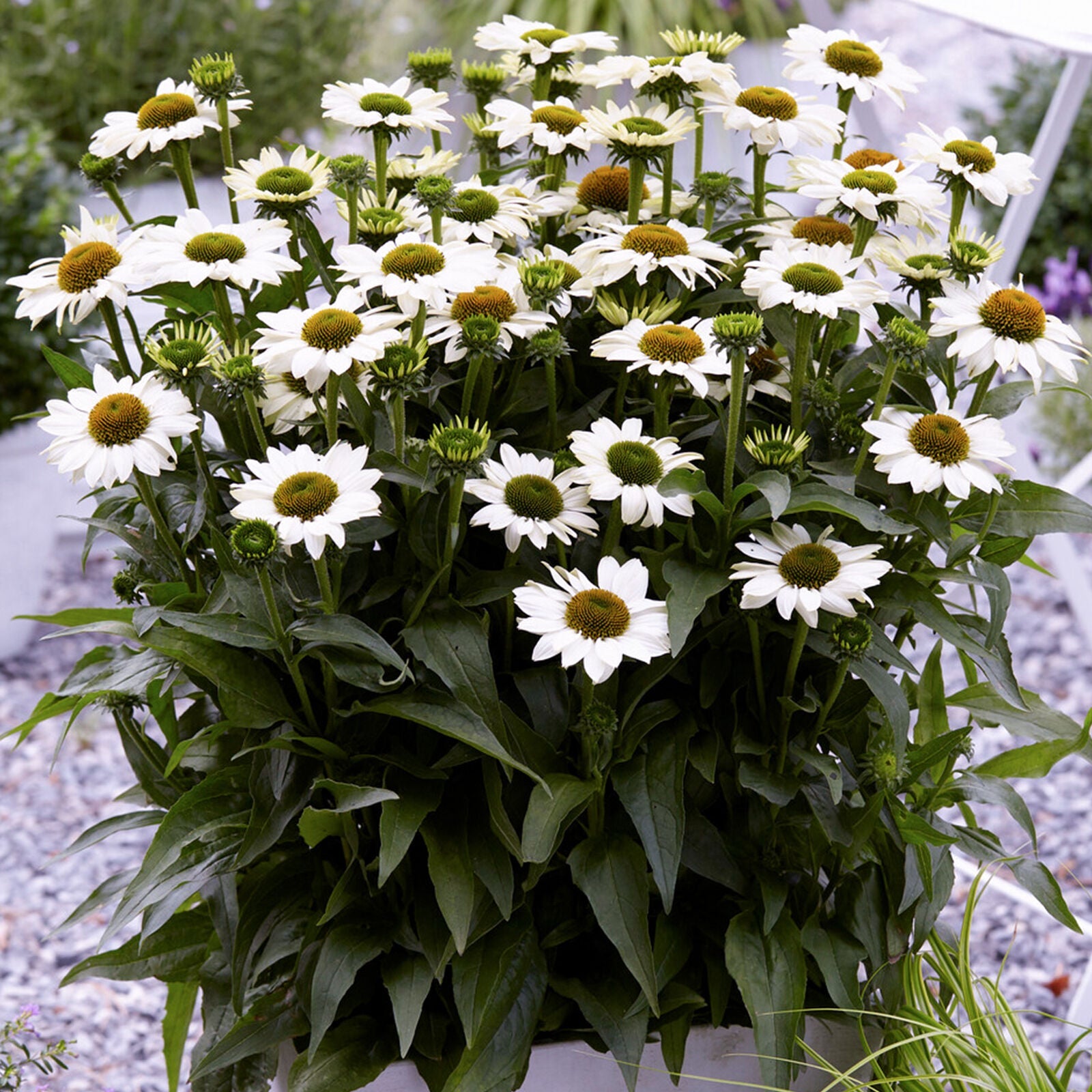 Echinacea SunSeekers White - Coneflower | Outdoor Perennial Plants