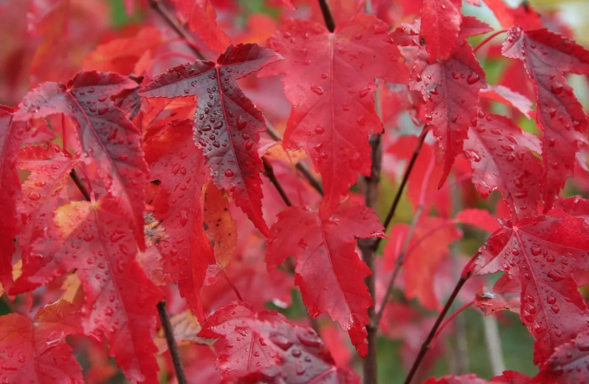 Acer ginnala / Amur Maple Tree grown peat free, beautiful autumn colour 4-5ft