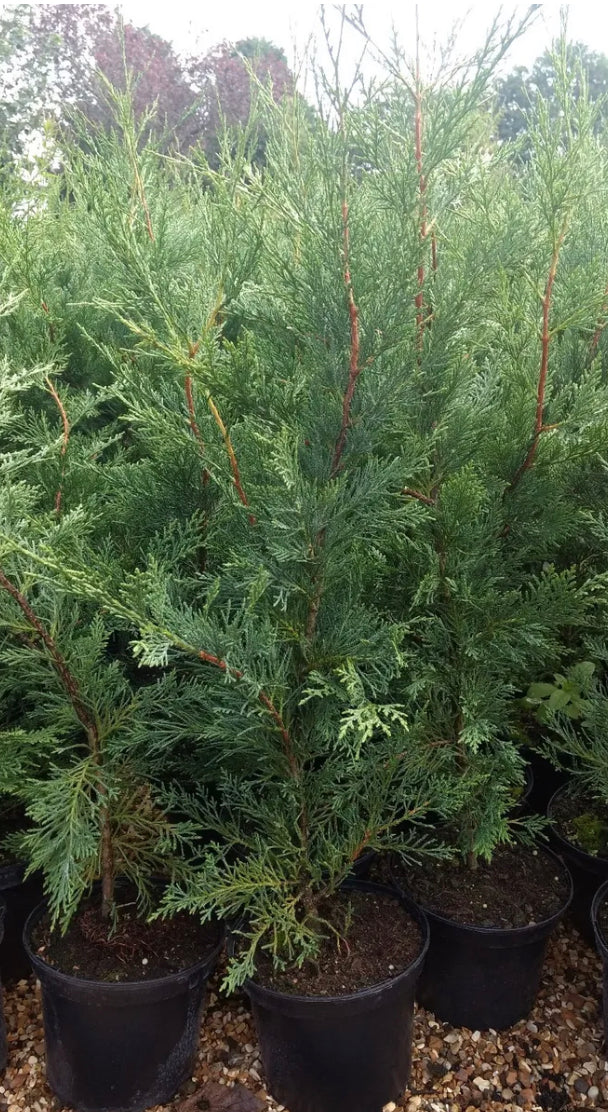 8X LEYLANDII CONIFER HEDGING GREEN CONIFER TREES PLANTS 2 LT POTS 70-90 CM TALL