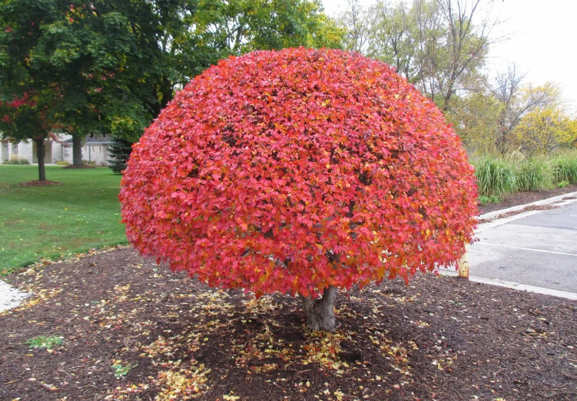 Acer ginnala / Amur Maple Tree grown peat free, beautiful autumn colour 4-5ft