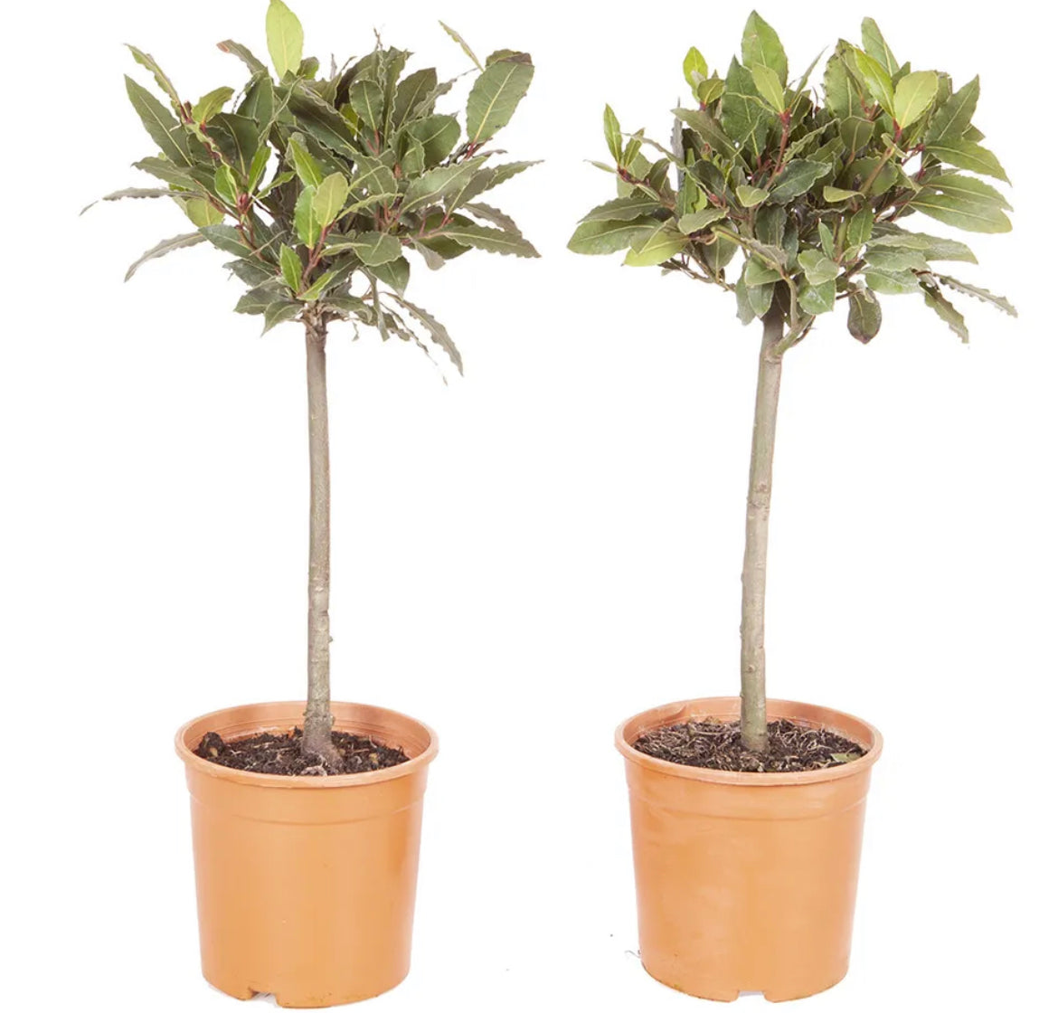 Bay Tree, Pair of Standard Trees, 80cm Tall, Evergreen Easy to Grow Cooking Herb