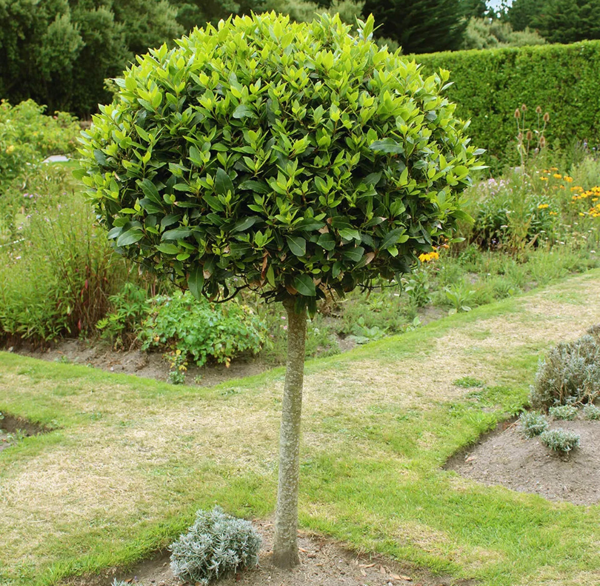 Bay Tree, Pair of Standard Trees, 80cm Tall, Evergreen Easy to Grow Cooking Herb