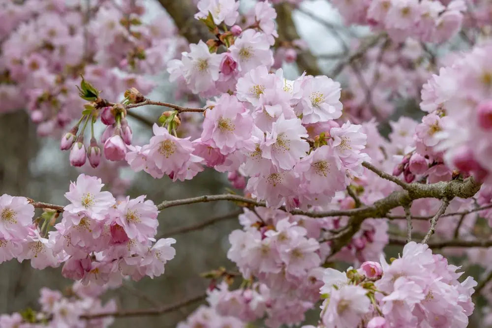 Accolade Cherry Trees – Prunus Accolade Half Standard 150-170CM Pot Grown