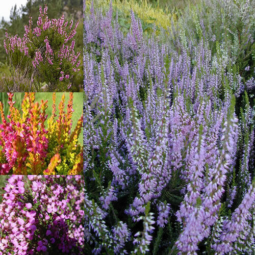 24 X MIXED HEATHERS CALLUNA & ERICA VARIETIES COLOURFUL LARGE FLOWERING PLANTS