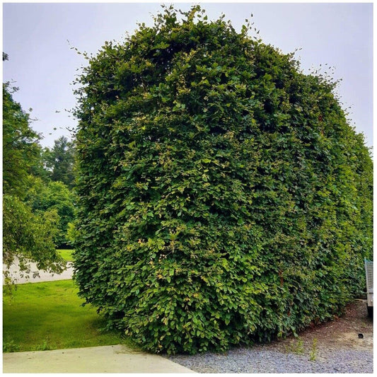 15 Green Beech Hedging Plants 2-3ft Fagus Sylvatica Trees,Brown Winter Leaves