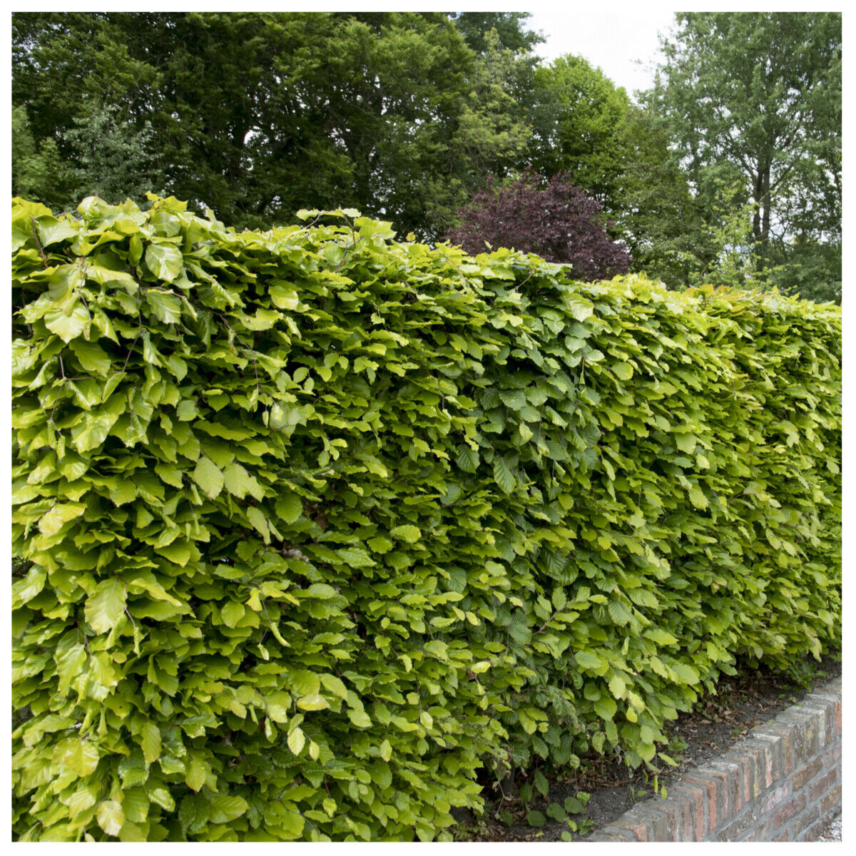 15 Green Beech Hedging Plants 2-3ft Fagus Sylvatica Trees,Brown Winter Leaves