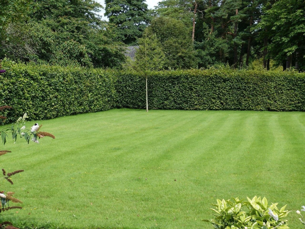 15 Green Beech Hedging Plants 2-3ft Fagus Sylvatica Trees,Brown Winter Leaves