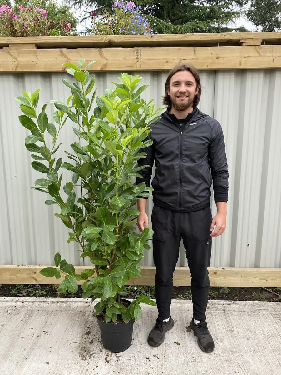 5 x 5-6ft Potted Cherry Laurel Hedge Plants