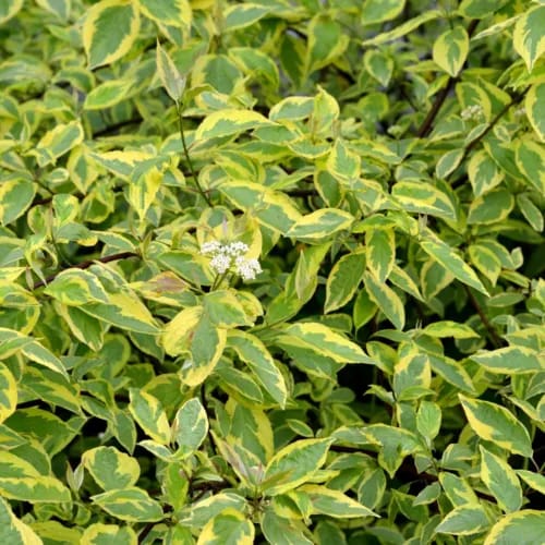 Cornus alba 'Gouchaultii' Dogwood Plants Deciduous 3.6 Litre Potted Plant