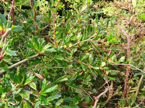 Berberis x Stenophylla Irwinii Evergreen Shrub Plant Orange Flowers 17cm Pot